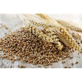 Orzo