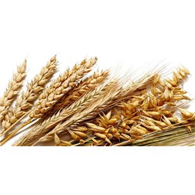 Orzo in saccho