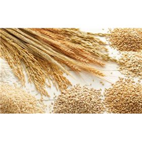 Orzo in saccho